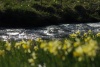 Dateiname=2009_04_21_-_116_Narzissen_im_Perlenbachtal_bearb.jpg
Dateigröße=143KB
Abmessungen: 800x536
hinzugefügt am: 26. April 2009 2009_04_21_-_116_Narzissen_im_Perlenbachtal_bearb.jpg
