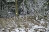 Dateiname=2006_02_04 - 42 Winterbilder in Kalferscheid bearb.jpg
Dateigröße=228KB
Abmessungen: 800x533
hinzugefügt am: 16. Dezember 2006 2006_02_04 - 42 Winterbilder in Kalferscheid bearb.jpg